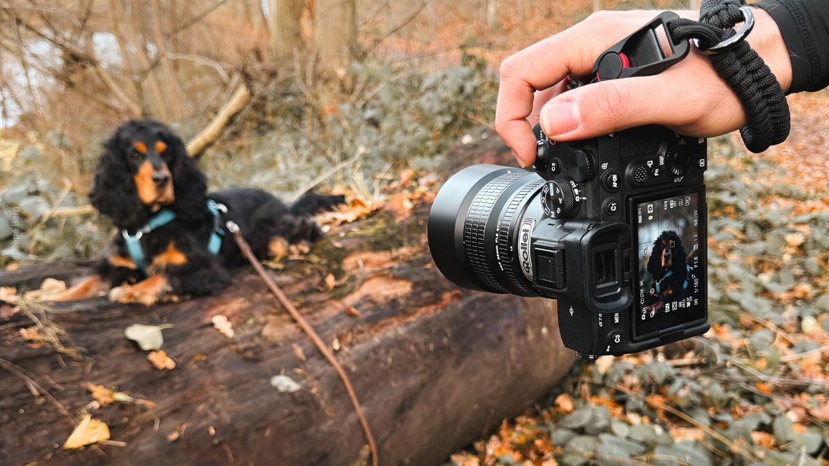 Hundefotografie mit Festbrennweite – Tipps für besondere Aufnahmen