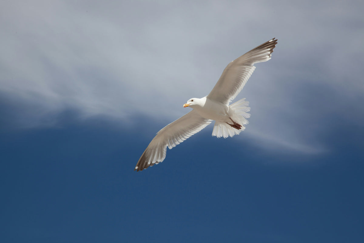 Schluss mit Unschärfe: Vögel im Flug richtig fotografieren